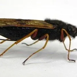 thumbnail for publication: Sirex Woodwasp Sirex noctilio Fabricius (Hymenoptera: Siricidae)